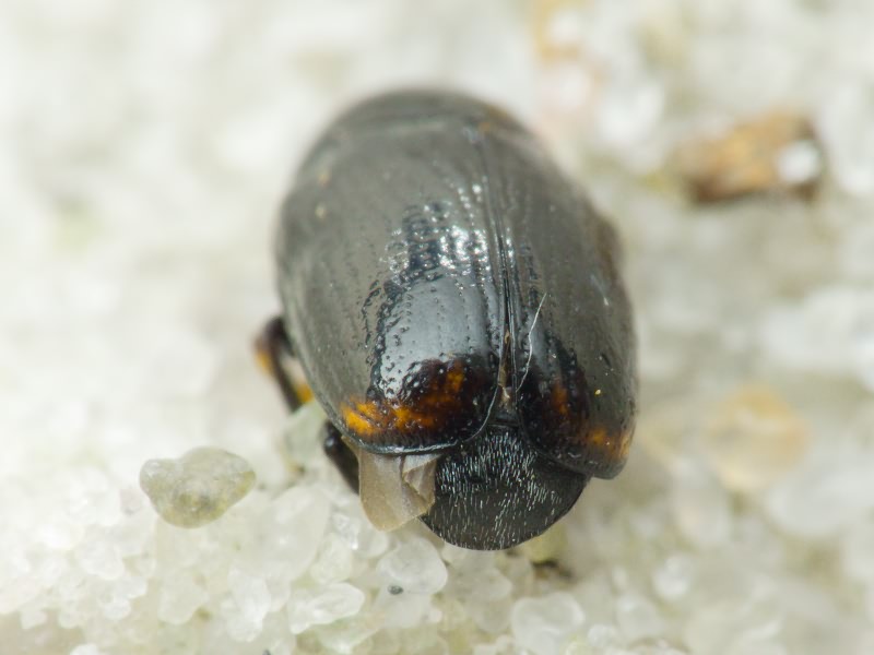 Cryptocephalus (Cryptocephalus) octacosmus Bedel, 1891